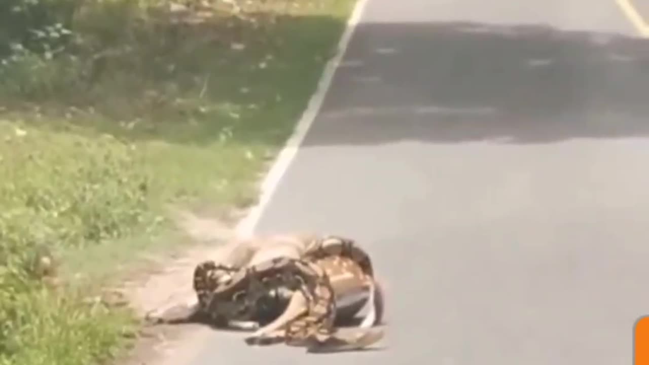 Heroic Rescue: Driver Saves Deer from Python's Deadly Grip on Road!