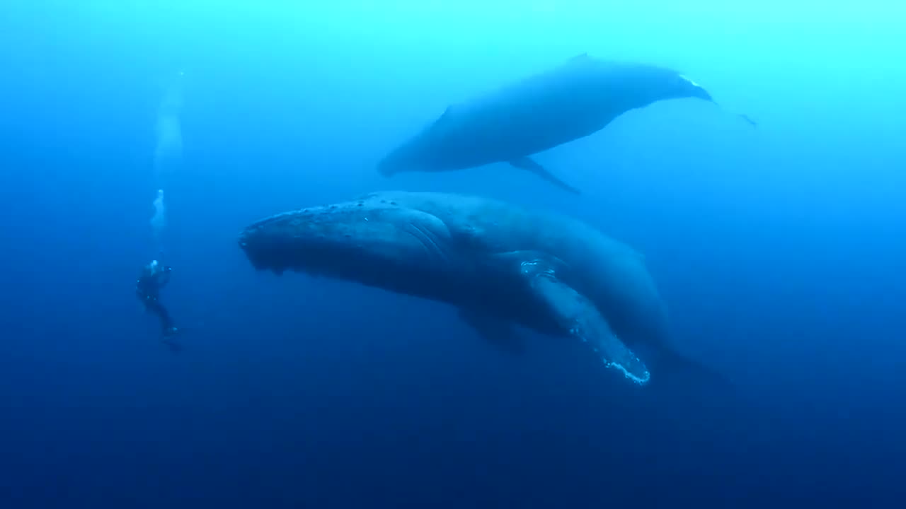 Diving with the whales S2