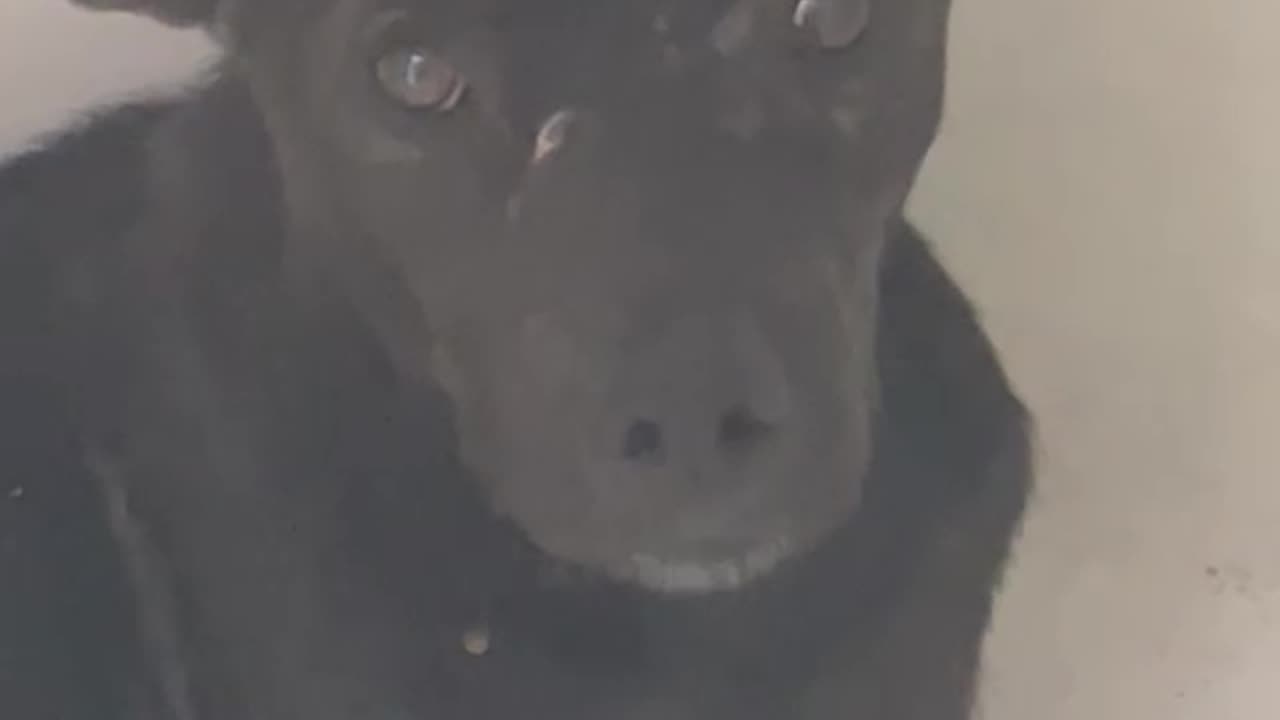 ¡Indignante! Amarran a perrito con una soga y lo arrastran desde un taxi