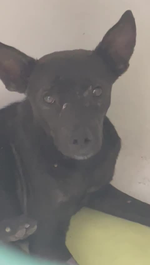 ¡Indignante! Amarran a perrito con una soga y lo arrastran desde un taxi