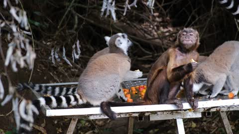 monkeys of different races enjoying a small banquet