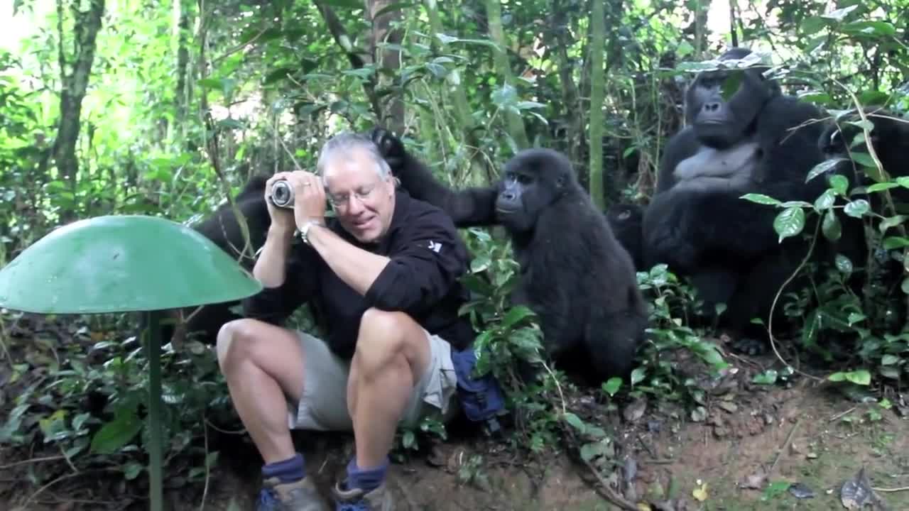 Touched by a Wild Mountain Gorilla (short)