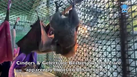 Rescuing a juvenile flying-fox on the ground this is Gravel