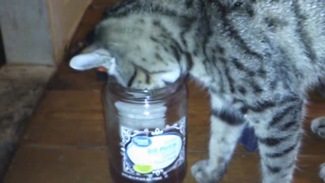 Kitten tries to drink tea