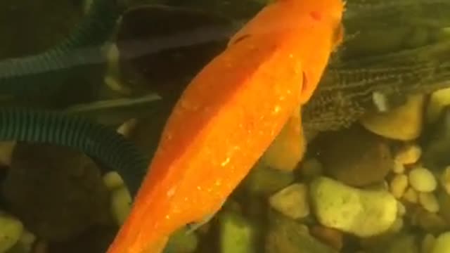 Beautiful fish , Fish video short