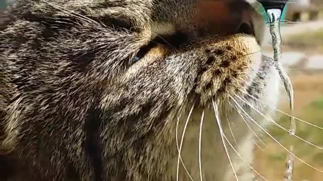 Cat drinks from garden pin