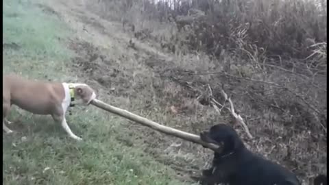 The biggest dog breed you will ever see (you won't believe its huge size)