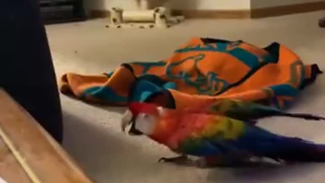 Parrot Screams During Peekaboo