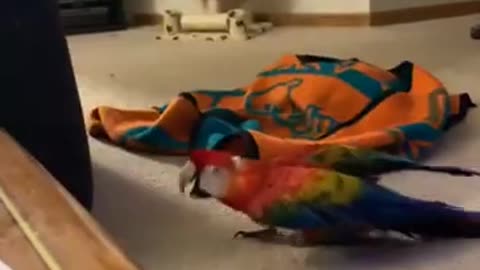 Parrot Screams During Peekaboo