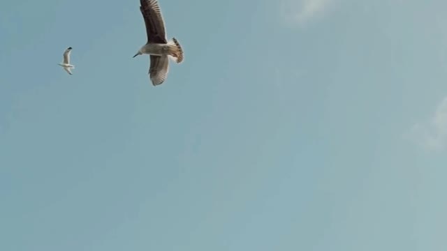 Birds Flying