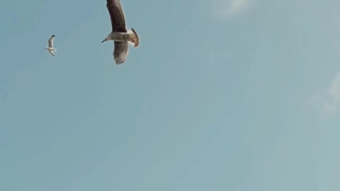 Birds Flying