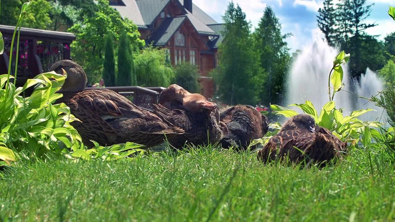 Ducks family in grass at nature park. Wild duck sitting in green grass