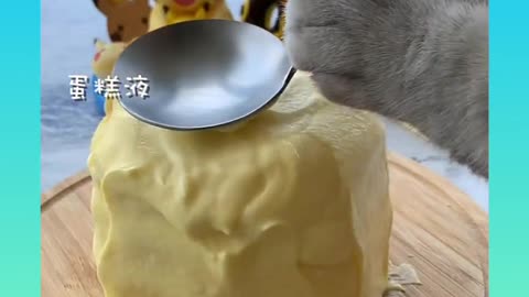 Cute and Funny Cat Videos Compilation 2021_#shorts