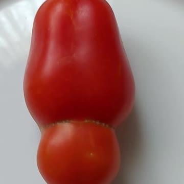 These tomatoes grow in my garden. That's lucky.