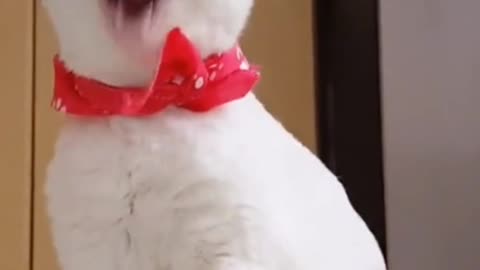 Funny Cat Video