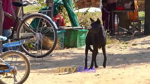 "Prepare to LOL: Prank Sleeping Dog vs Fake Tiger - You Can't Miss This!"