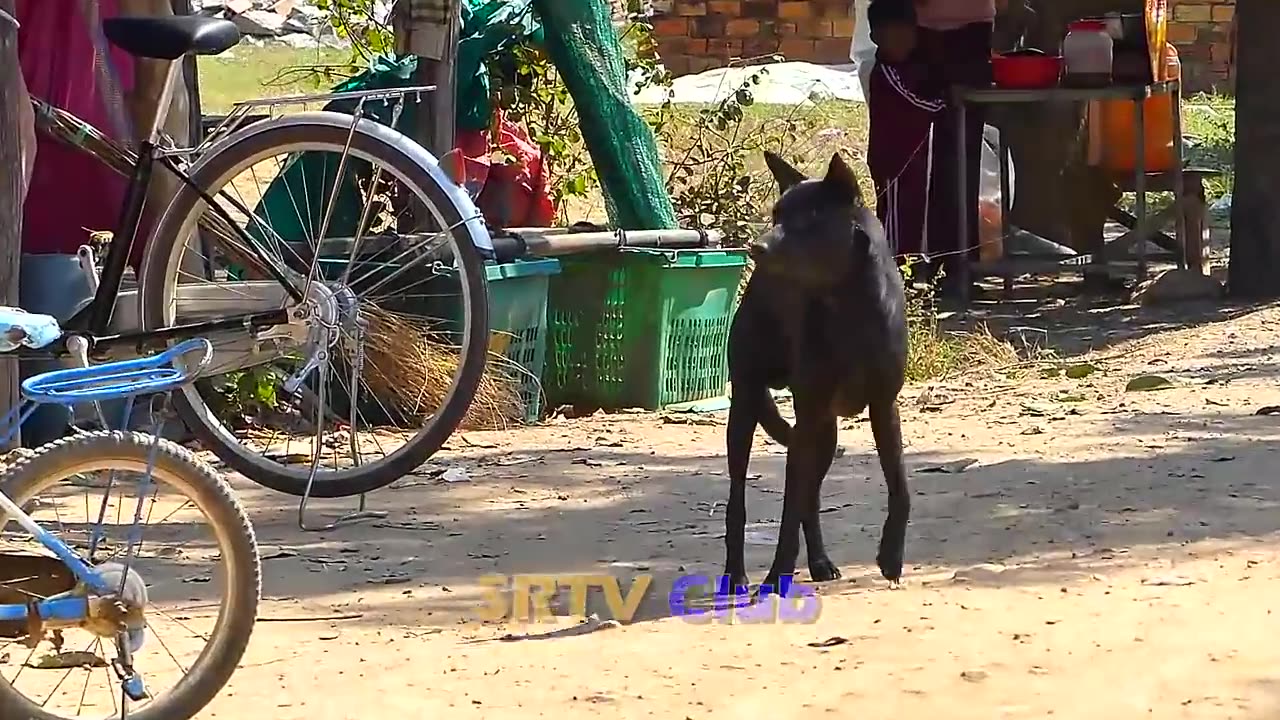 "Prepare to LOL: Prank Sleeping Dog vs Fake Tiger - You Can't Miss This!"