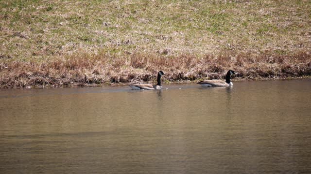 A Pair of Canada Geese