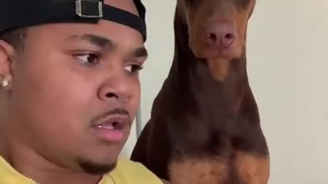 Dog Trust Fall Challenge TikTok: