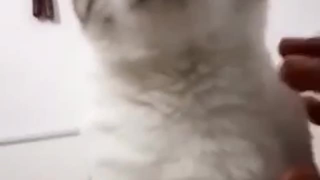 masseuse kitty does massage in inappropriate place lol