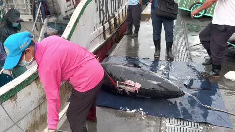 A bluefin tuna worth no less than a car