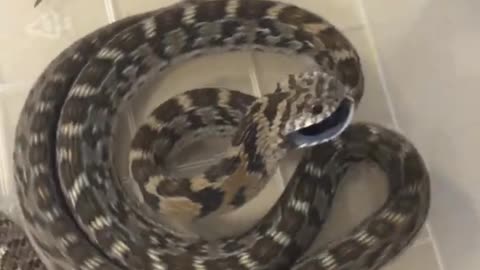 Snake striking insane