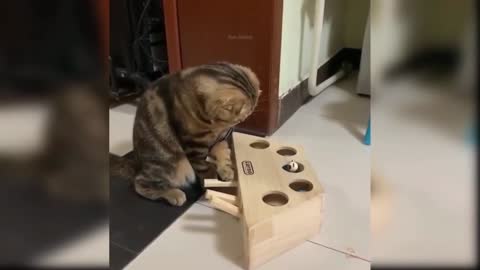 cute cat having fun alone