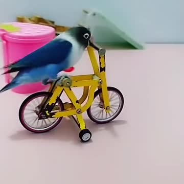 FUNNY AND CUTE BIRDS 🐦🦆