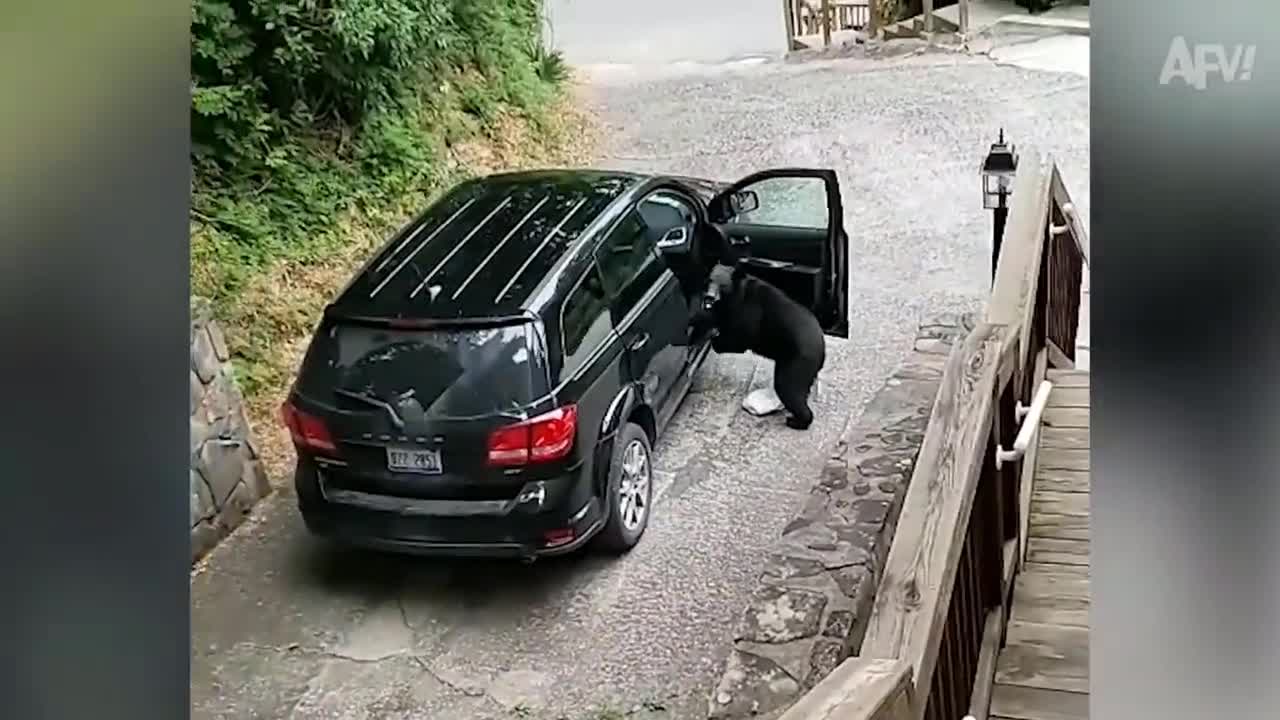 BEAR STEALING THE CAR