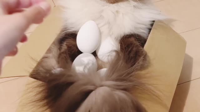 Really Very Funny Cat Video