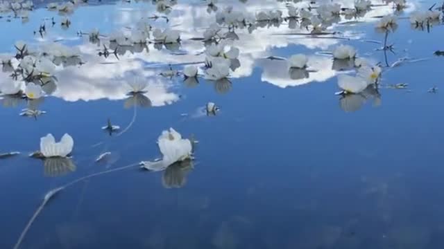 petals fall on lake mountain