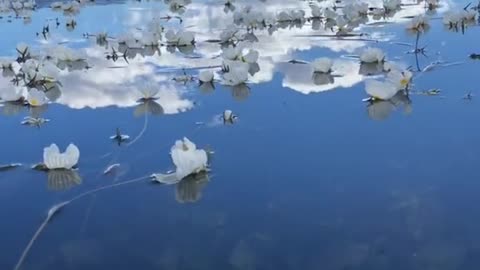 petals fall on lake mountain