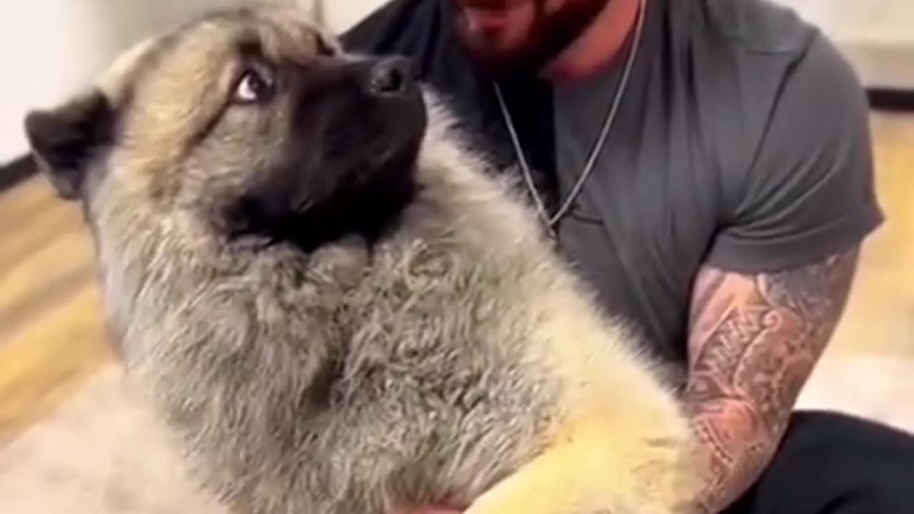 Those dogs did not know what to expect