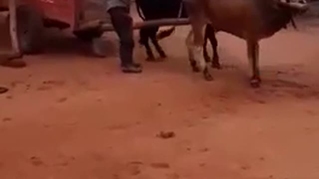 Parking in Africa, without a driving licence