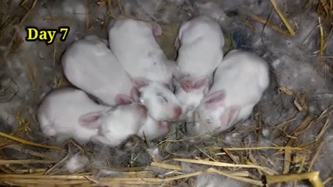 The cutest baby bunny🐰 growing up day 1 to day 16