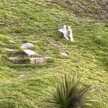 Funny moments with my dog #46 🐕