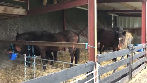 Horses now in their winter quarters & Ishka bosses her daughter