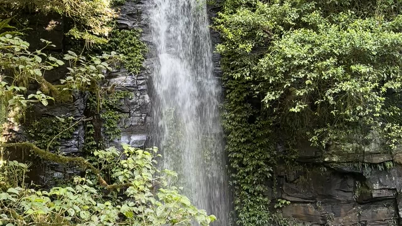 Rain Forest in Australia