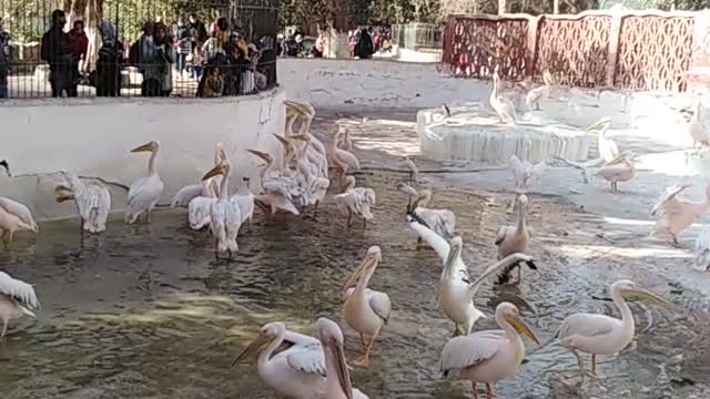 Pelican takes food by force from the stock of the other bird