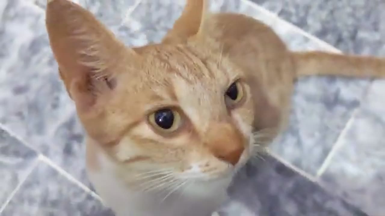 Cute cats and kittens meowing adorable Kitty meows playing kittens meow meow...#142