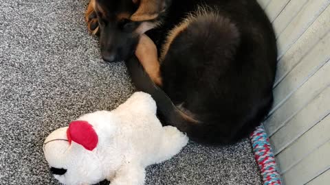 GSD Jake 12.5 weeks