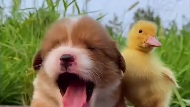 funny dog with a Duck-funny moment animal videos