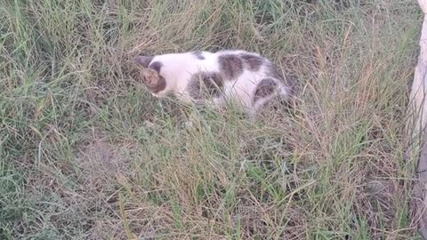 A cute cat walking around the yard after eating. Relaxing video