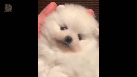 Must Watch Mini Pomeranian | Funny and Cute Pomeranian Videos