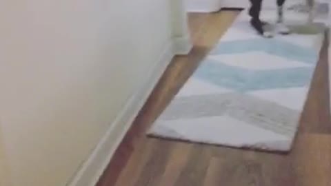 Black white dog caught messing with rug runs away and down stairs