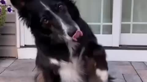 Dog Funny Video