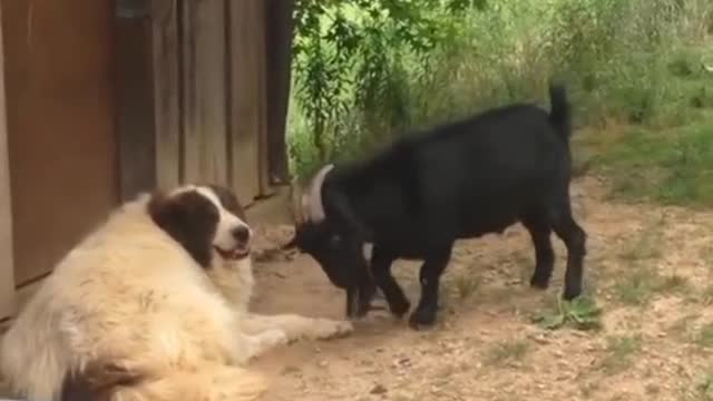 Angary Goat | VS Dog | Fight Scene