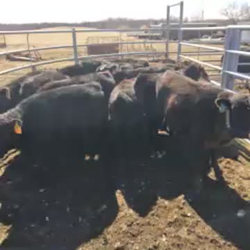 Working calves