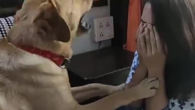 Labrador Reaction to Mom Crying Most Intelligent Dog