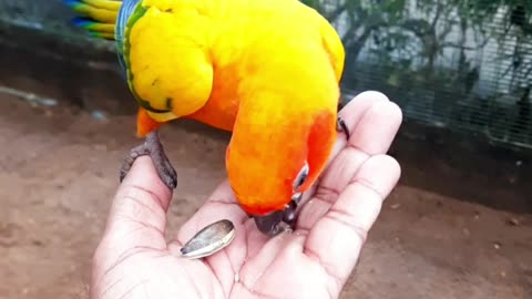 Sun Parakeet